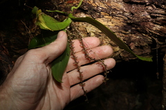 Peristeranthus hillii