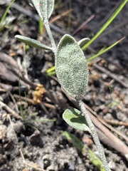 Dampiera lanceolata lanceolata