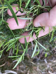 Zieria laxiflora