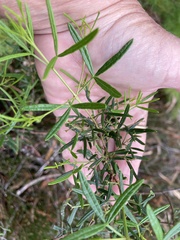 Zieria laxiflora
