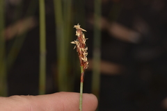 Machaerina juncea