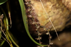 Peristeranthus hillii