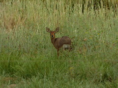 Raphicerus campestris