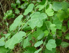 Decaloba