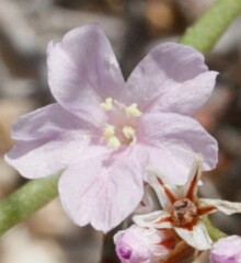 Limonium companyonis