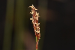 Machaerina juncea