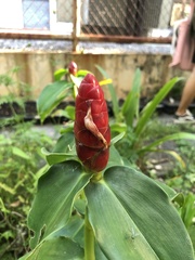 Costus woodsonii