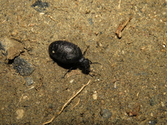 Eurymeloe