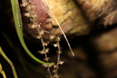 Peristeranthus hillii