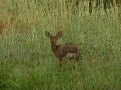Raphicerus campestris