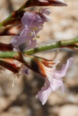 Limonium companyonis
