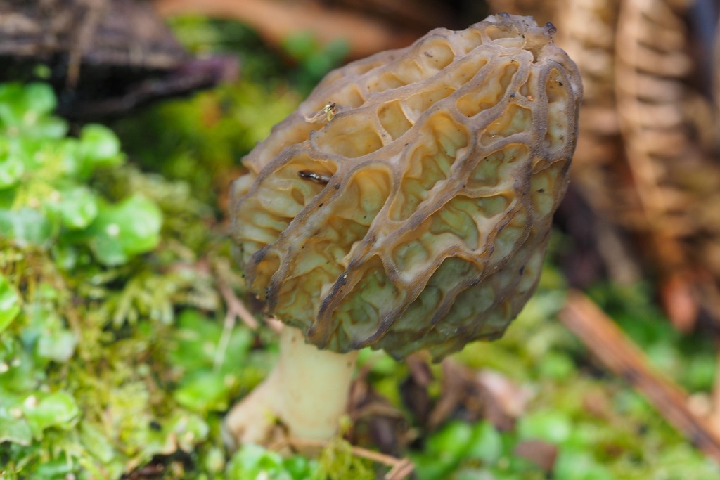 Australian black morel from West Tamar Pt B, Tasmania, Australia on