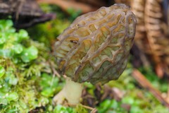 Morchella australiana