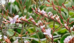 Limonium companyonis
