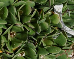 Limonium companyonis