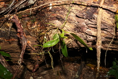 Peristeranthus hillii