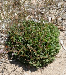 Limonium companyonis