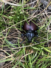Brachycerus