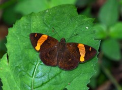 Celaenorrhinus cameroni