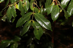 Archidendron lovelliae