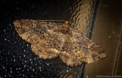 Paradromulia ambigua