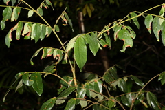 Archidendron lovelliae