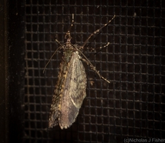 Crasilogia gressitti