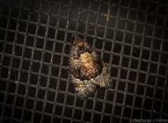 Asthenoptycha
