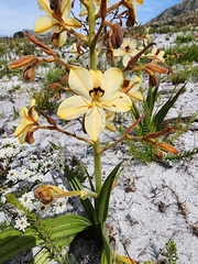 Watsonia tabularis