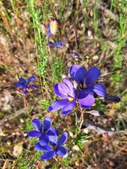Cheiranthera linearis