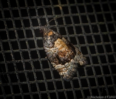 Asthenoptycha
