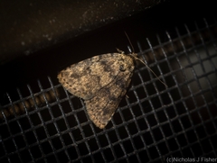 Tolpia conscitulana