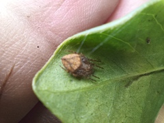 Eriophora