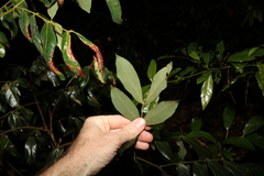 Archidendron lovelliae