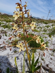 Watsonia tabularis