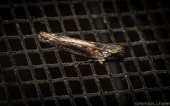 Hypatima spathota
