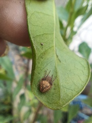 Eriophora