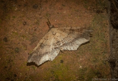 Philogethes metableta