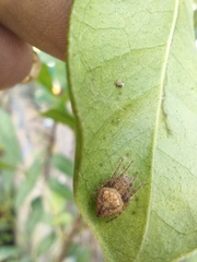 Eriophora