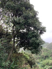 Planchonella obovata