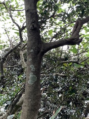 Planchonella obovata