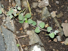 Chenopodium triandrum