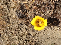 Calochortus clavatus
