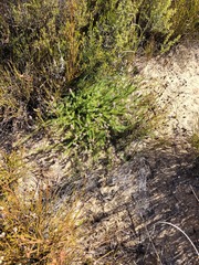Protea laevis