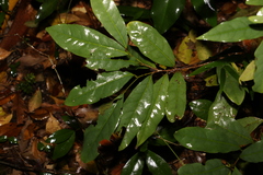 Beilschmiedia elliptica