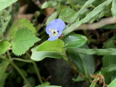Commelina auriculata