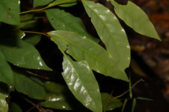 Beilschmiedia elliptica