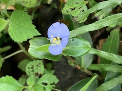 Commelina auriculata