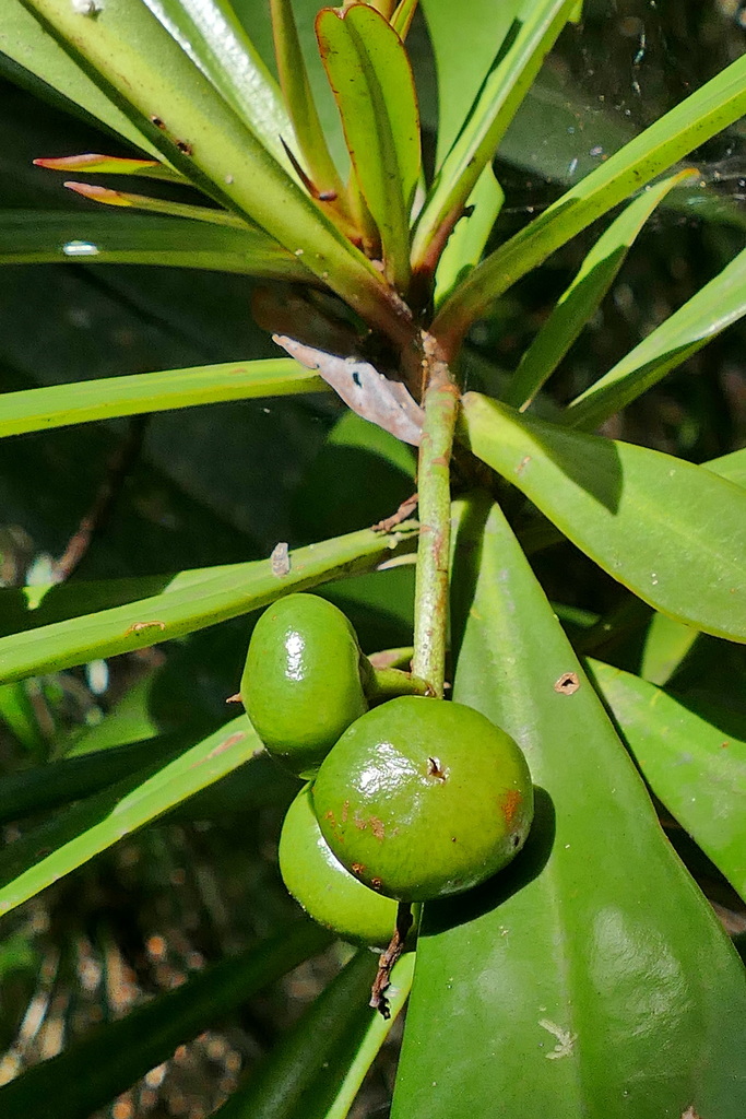 Tapeinosperma grandiflorum