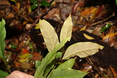 Beilschmiedia elliptica